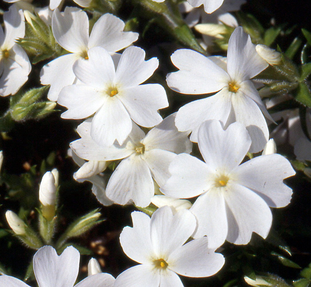 Phlox subulata 'White Delight' (Creeping Phlox) - 1 Gallon Potted Perennial