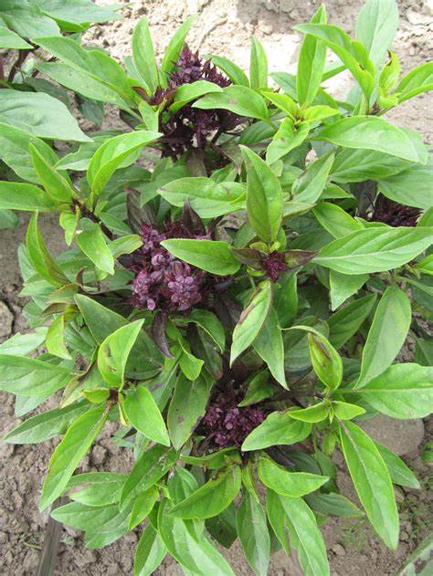 Herb Basil Siam Queen Seeds - Packet