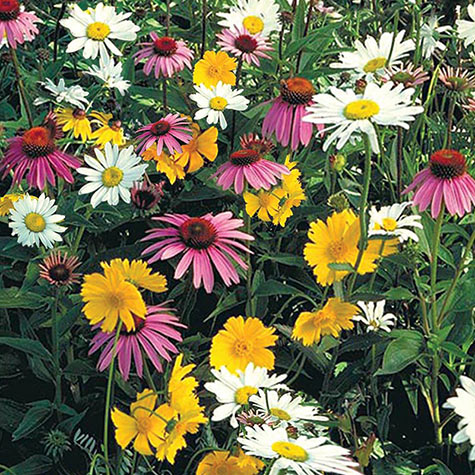 OSC Wildflower Semi-Shade Mix - Packet