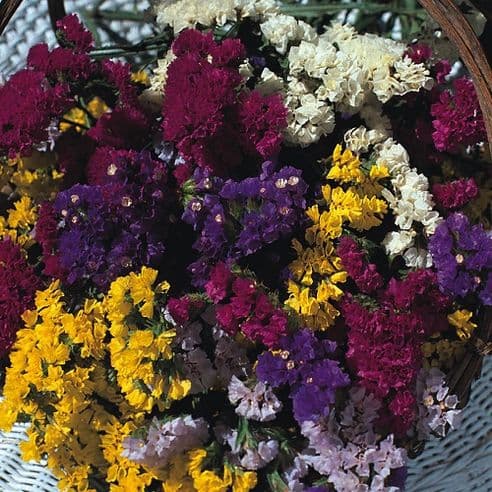 OSC Art Shades Mixed Colour Statice Seeds - Packet