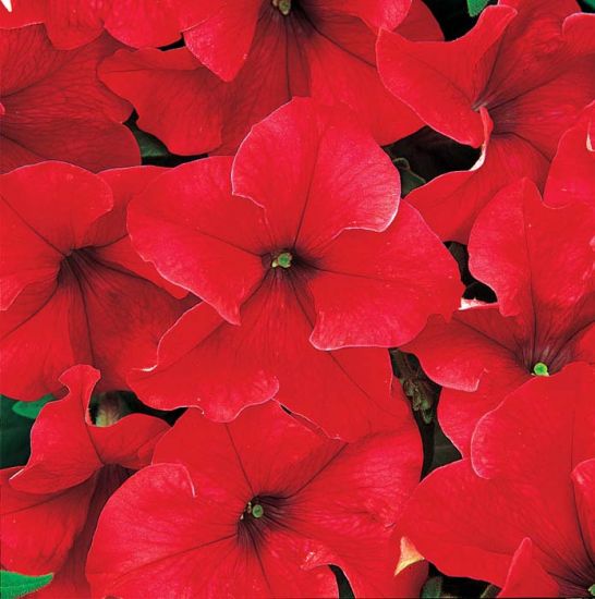 OSC Grandiflora Hybrid Petunia Seeds - Packet