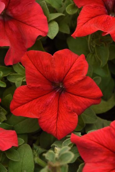 OSC Grandiflora Hybrid Petunia Seeds - Packet