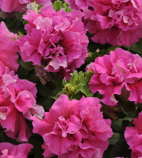 OSC Petunia hybrida Double Cascade 'Pink'  (Double Grandiflora Petunia) - Packet