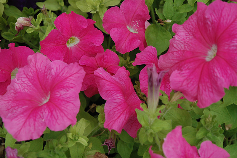OSC Petunia hybrida Double Cascade 'Pink'  (Double Grandiflora Petunia) - Packet