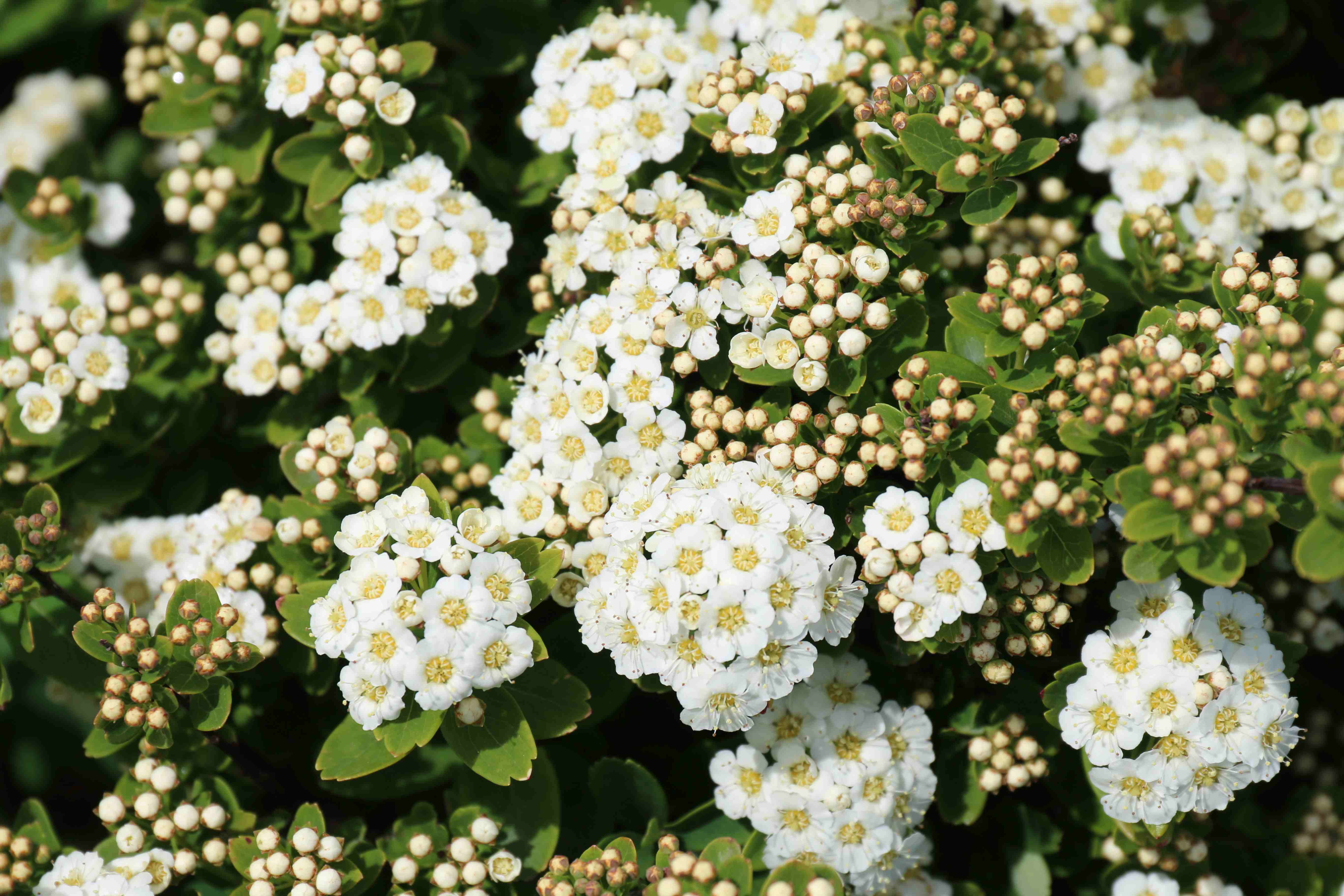 Spiraea nipponica 'Snowmound' - 2 Gallon Potted Shrubs