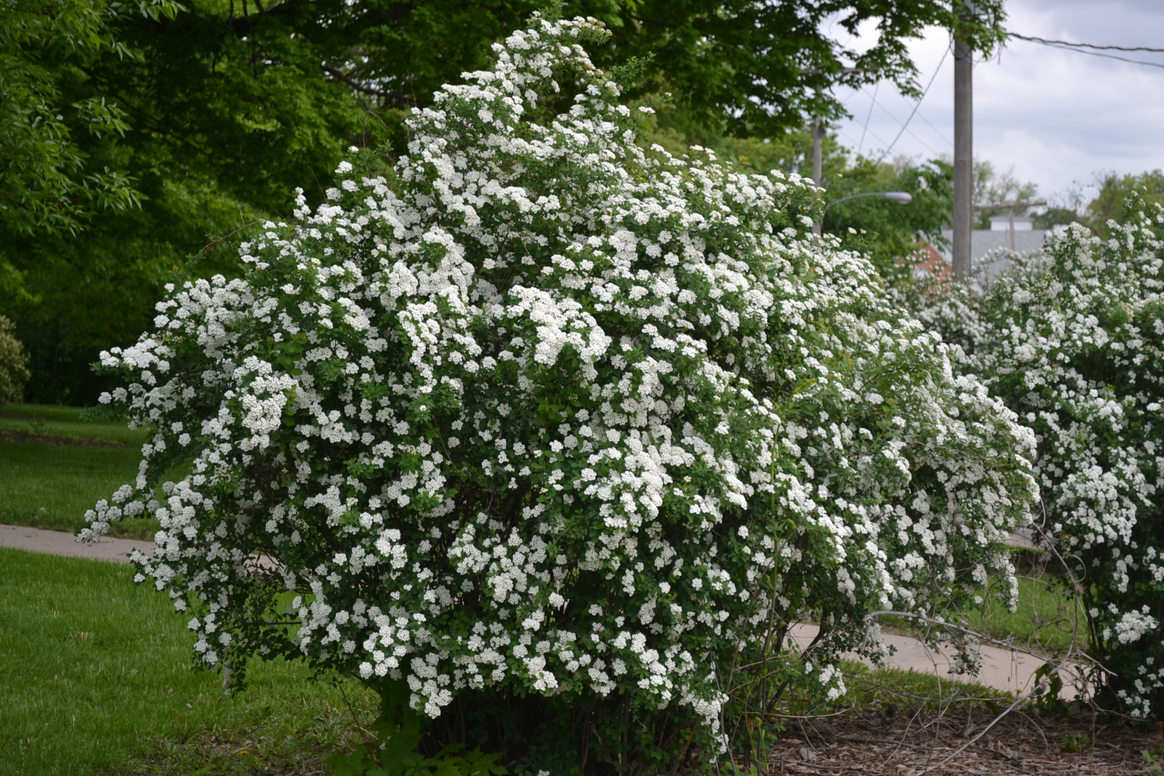 Spiraea nipponica 'Snowmound' - 2 Gallon Potted Shrubs