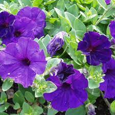 OSC Blue Wave Hybrid Petunia Seeds - Packet