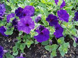 OSC Blue Wave Hybrid Petunia Seeds - Packet
