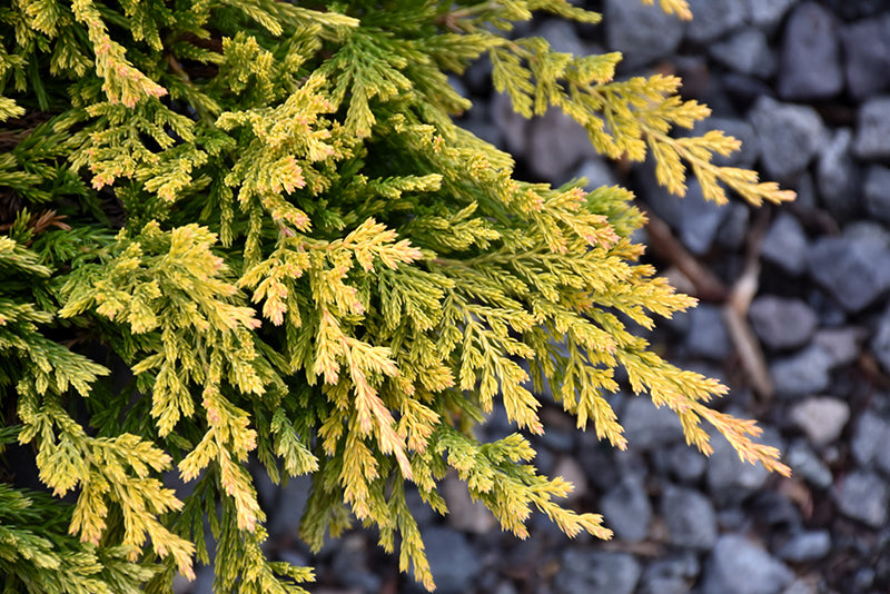 Juniperus horizontalis ‘Gold Strike’ - 3 Gallon Potted Shrub