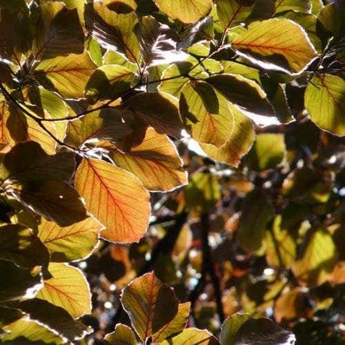 European Copper Beech (Fagus sylvatica 'Atropunicea') - 125cm