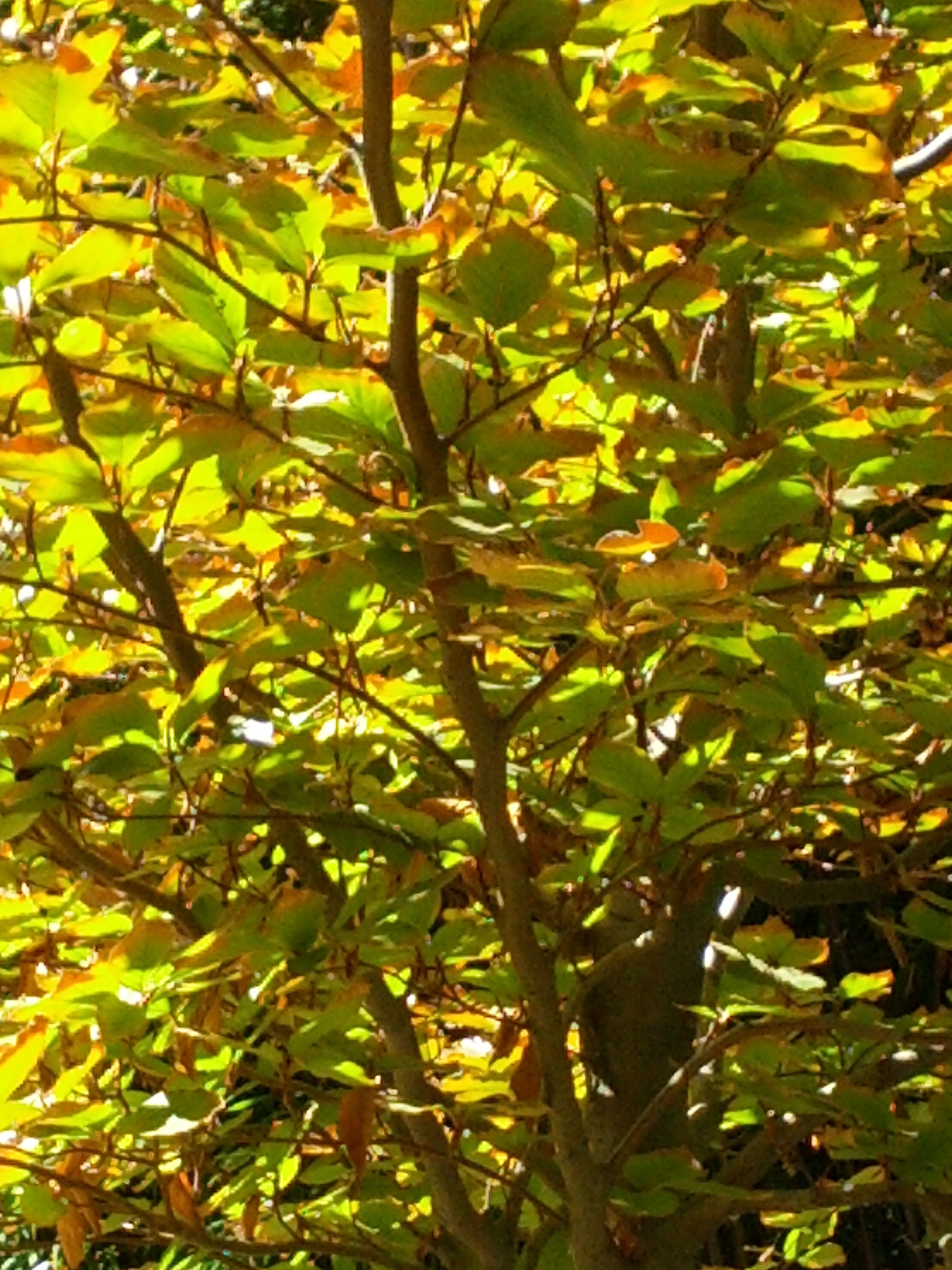 European Copper Beech (Fagus sylvatica 'Atropunicea') - 125cm