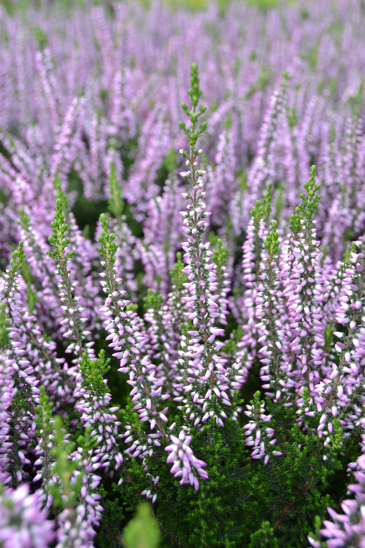 Calluna vulgaris 'Hilda' Heather - 1 Gallon Potted Perennial