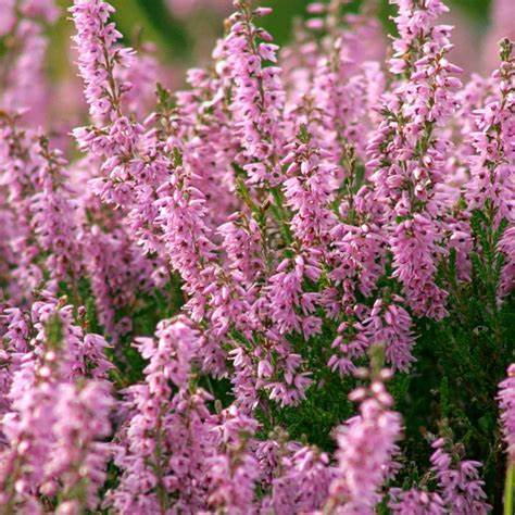 Calluna vulgaris 'Hilda' Heather - 1 Gallon Potted Perennial