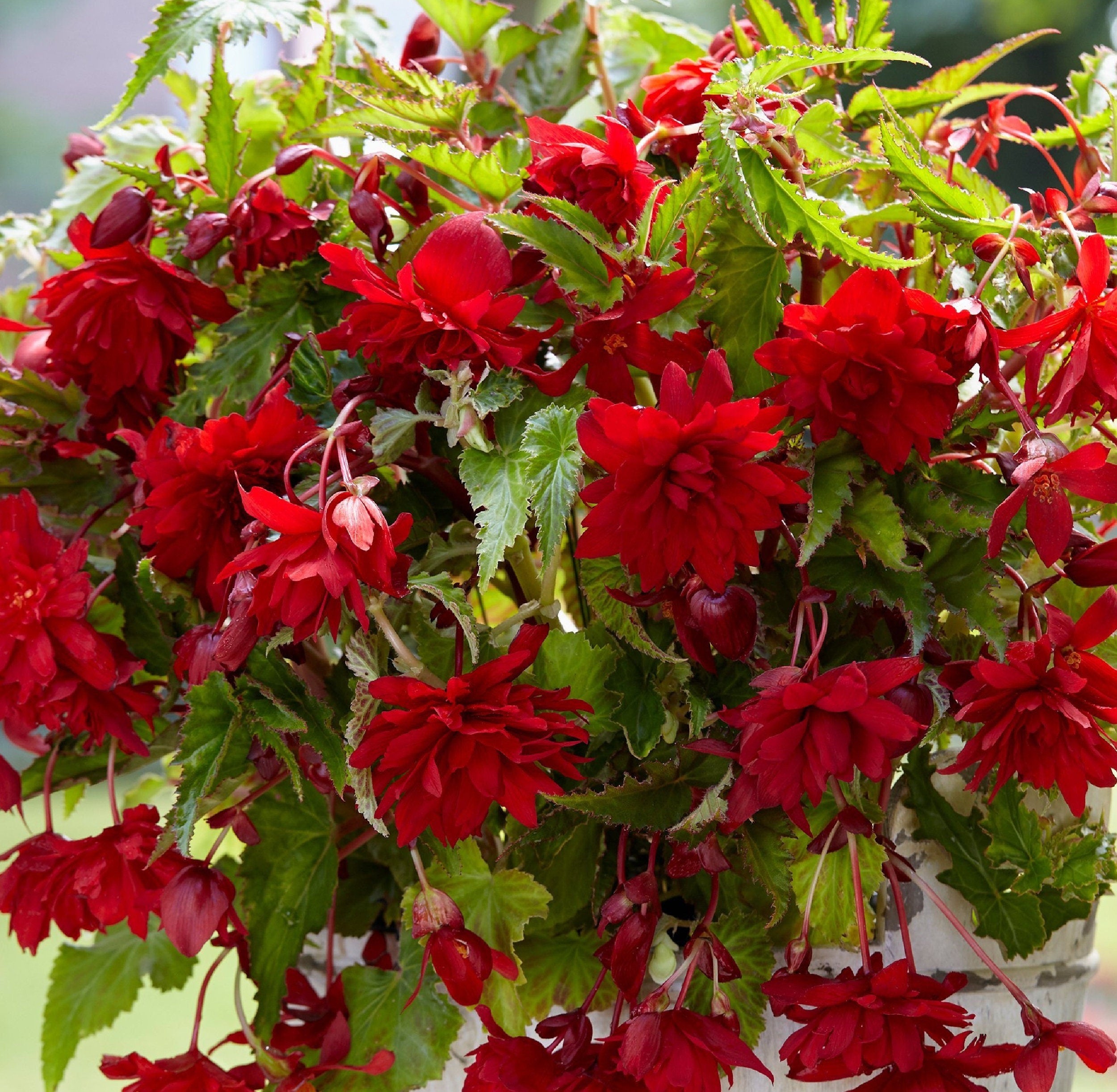 Florissa Red Pendula Begonia - 1 Bulb/Pkg