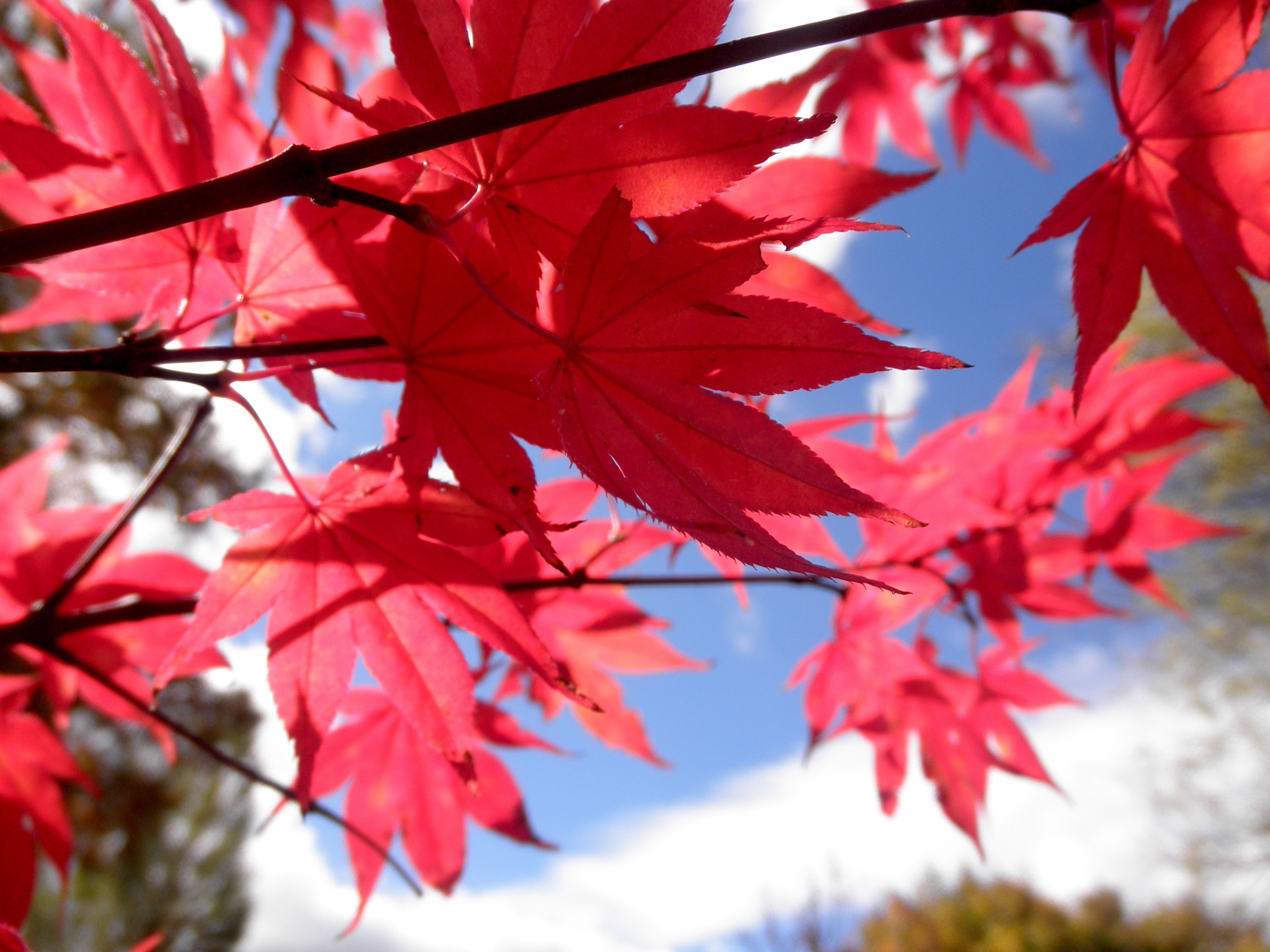 'Fireglow' Japanese Maple (125cm) - 5 Gallon Potted Tree