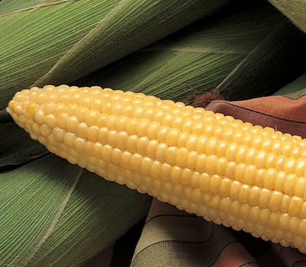 OSC Honey Select Sweet Corn Seeds - Packet