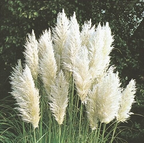 OSC Pampas Plume White Feather Ornamental Grass Seeds - Packet