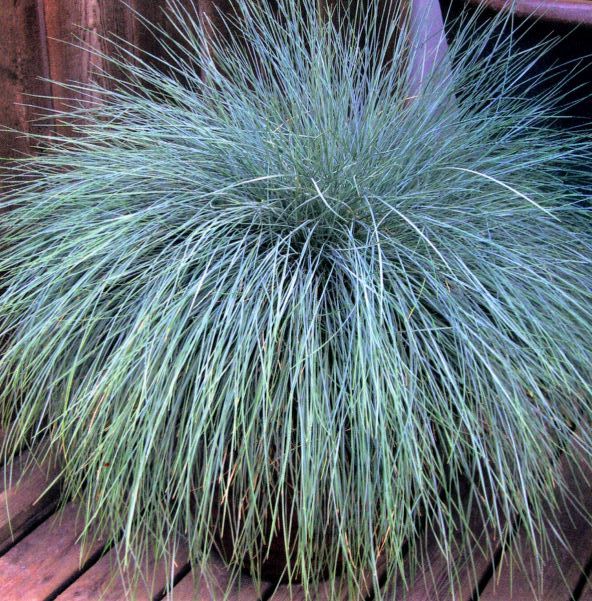 Blue Fescue Ornamental Grass Seeds - Packet