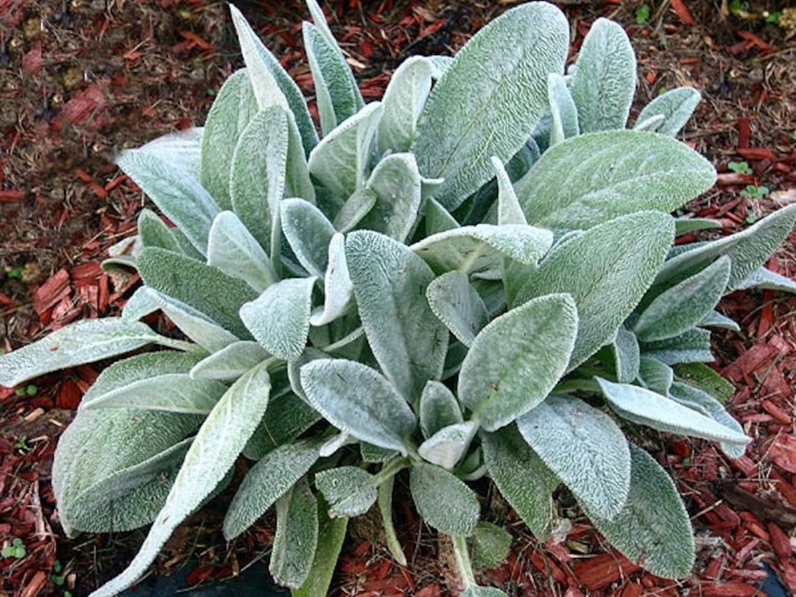 OSC Lamb's Ear Stachy Seeds - Packet