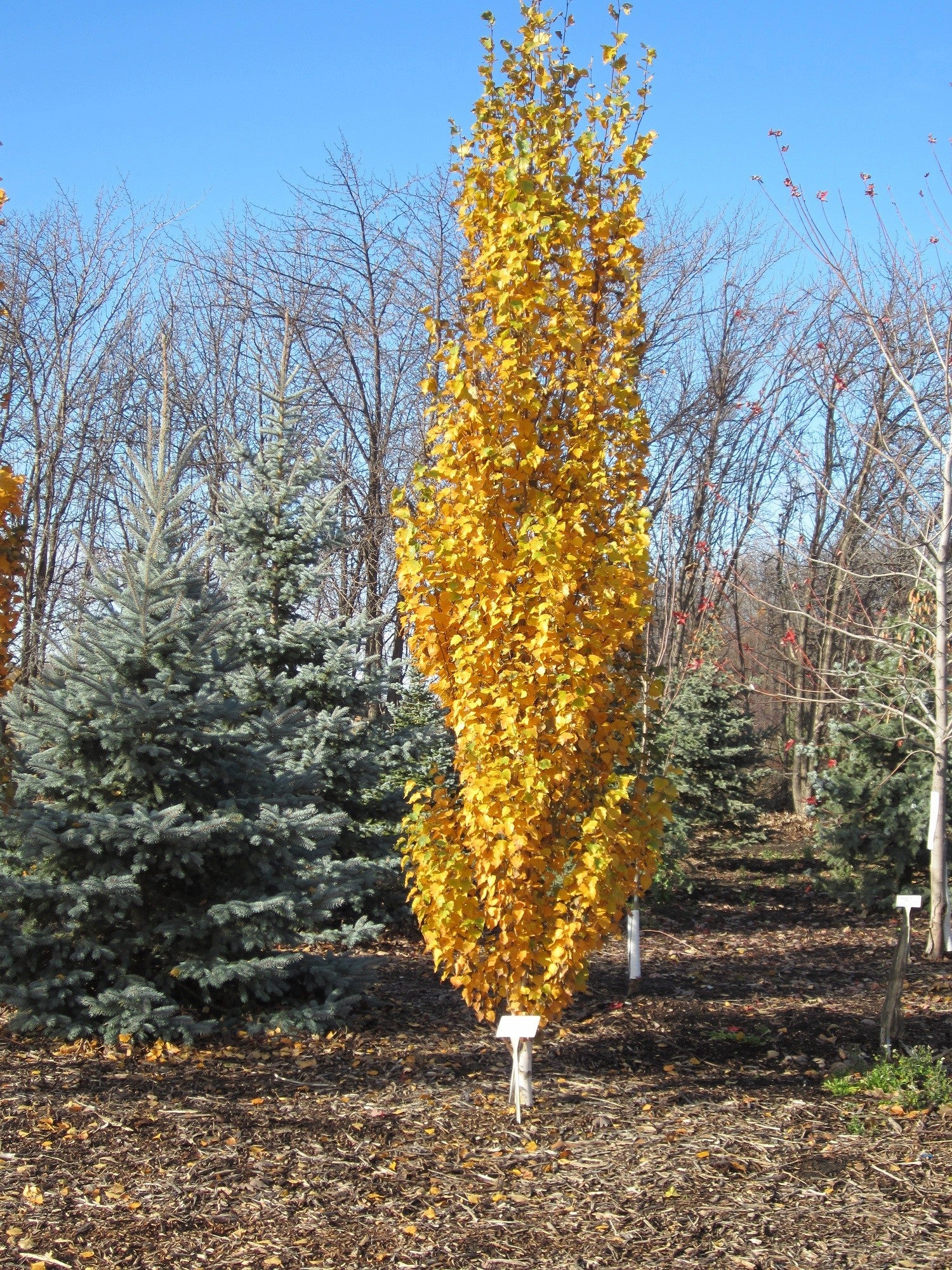 Parkland Pillar Birch (Betula platyphylla 'Jefpark') - 125cm - 3 Gallon Potted Tree