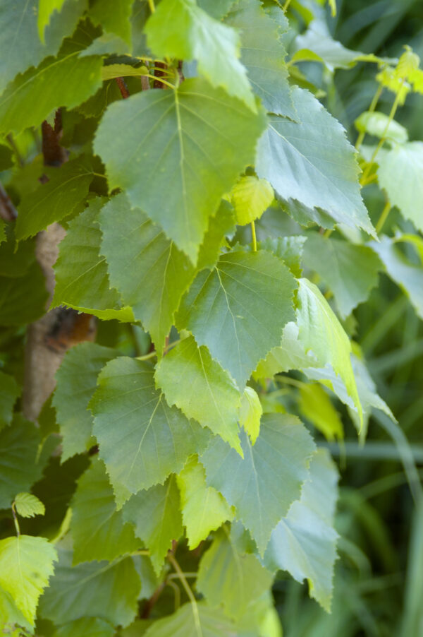 Parkland Pillar Birch (Betula platyphylla 'Jefpark') - 125cm - 3 Gallon Potted Tree