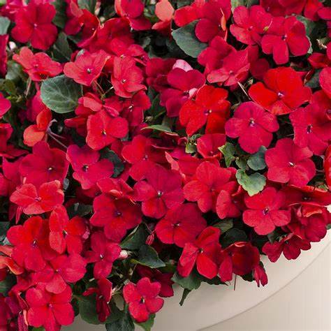 OSC Red Imara Hybrid Impatiens - Packet