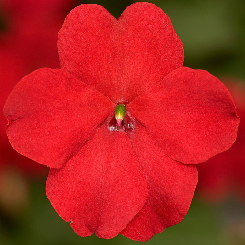OSC Red Imara Hybrid Impatiens - Packet