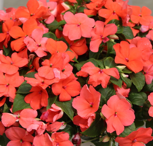 OSC Salmon Shades Imara Hybrid Impatiens - Packet