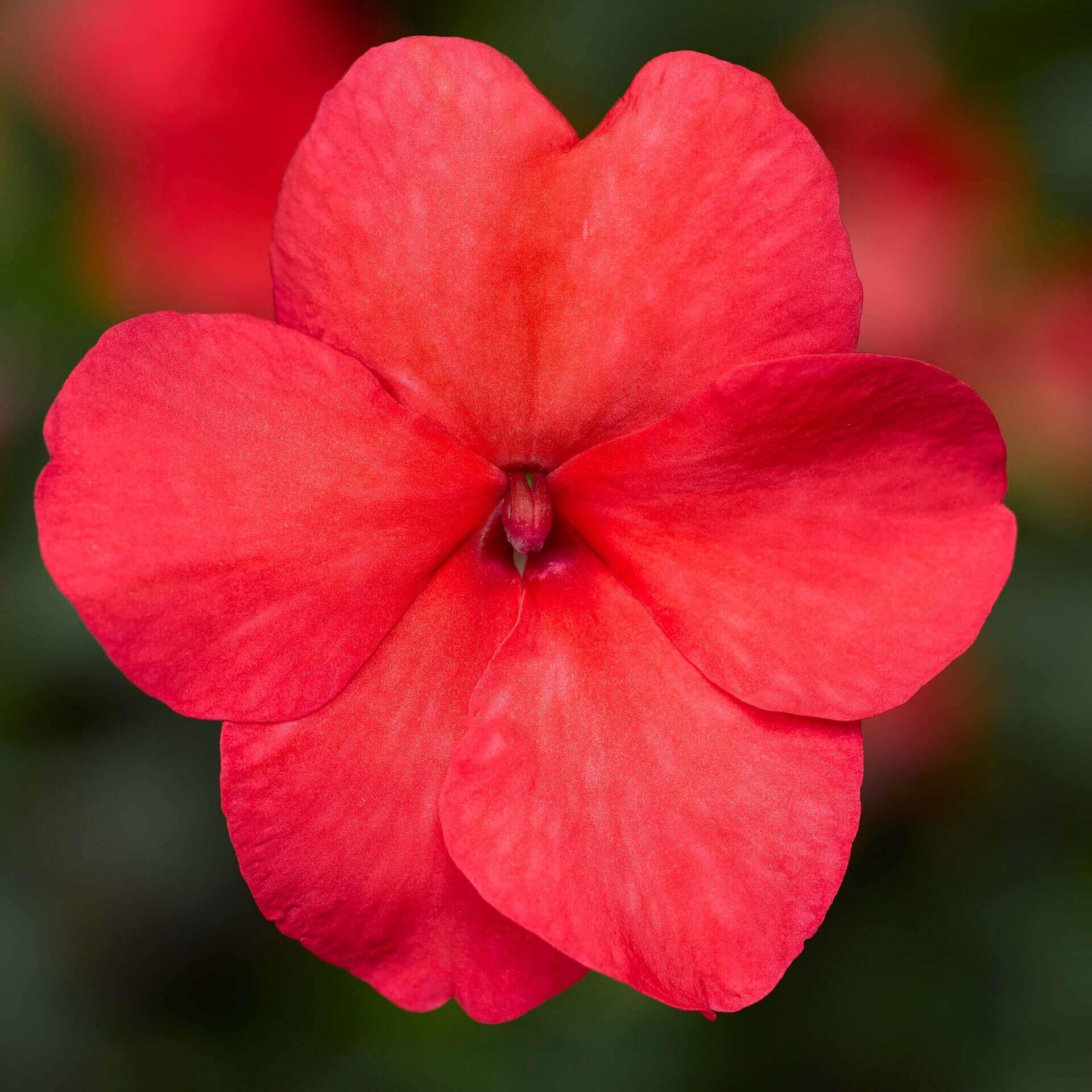 OSC Salmon Shades Imara Hybrid Impatiens - Packet