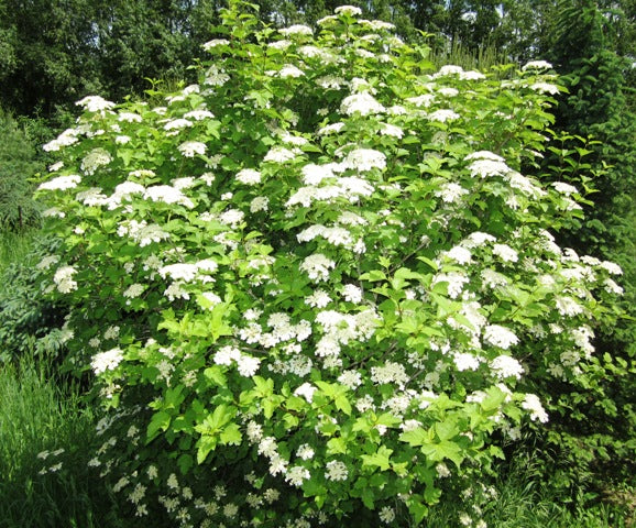 Highbush Cranberry (viburnum trilobum) - 3 Gallon Potted Shrub