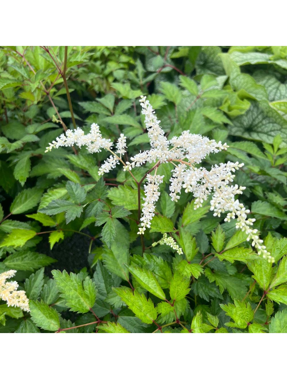 Bridal Veil Astilbe - 1 Gallon Poted Perennial