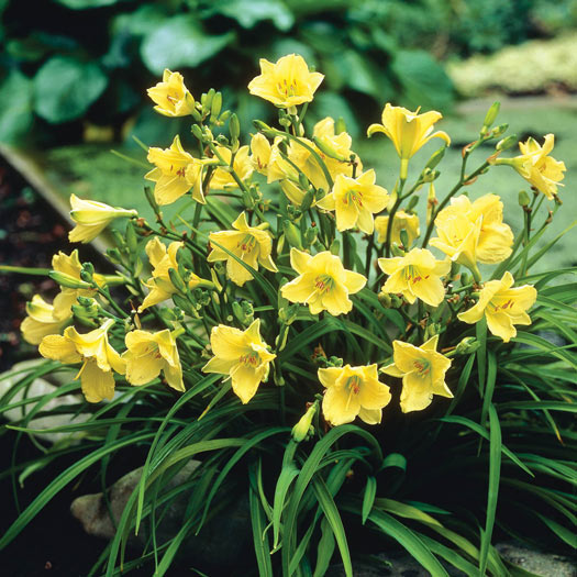 Daylily 'Happy Returns' - 1 Gallon Potted Perennial
