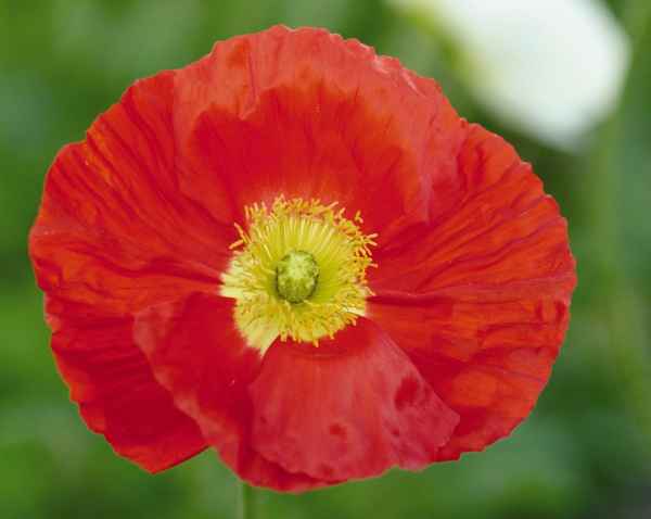 Papaver nudicaule 'Champagne Bubbles Scarlet' (Iceland Poppy) - 1 Gallon Potted Perennial