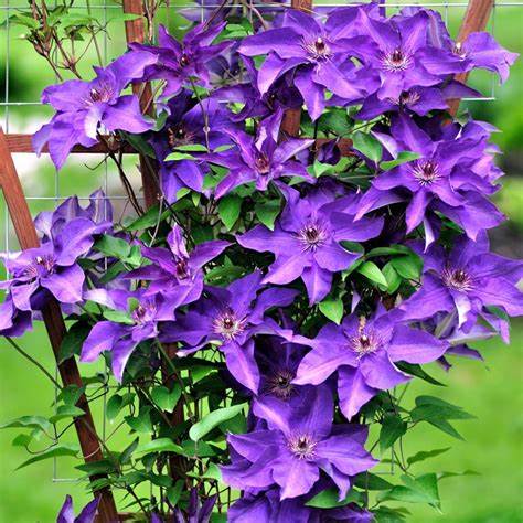 Clematis 'The President' - 1 Gallon Potted Vine