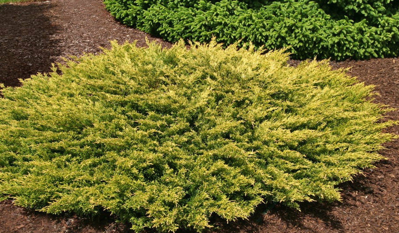 Juniperus horizontalis 'Limeglow' (Creeping Juniper) - 2 Gallon Potted Shrub