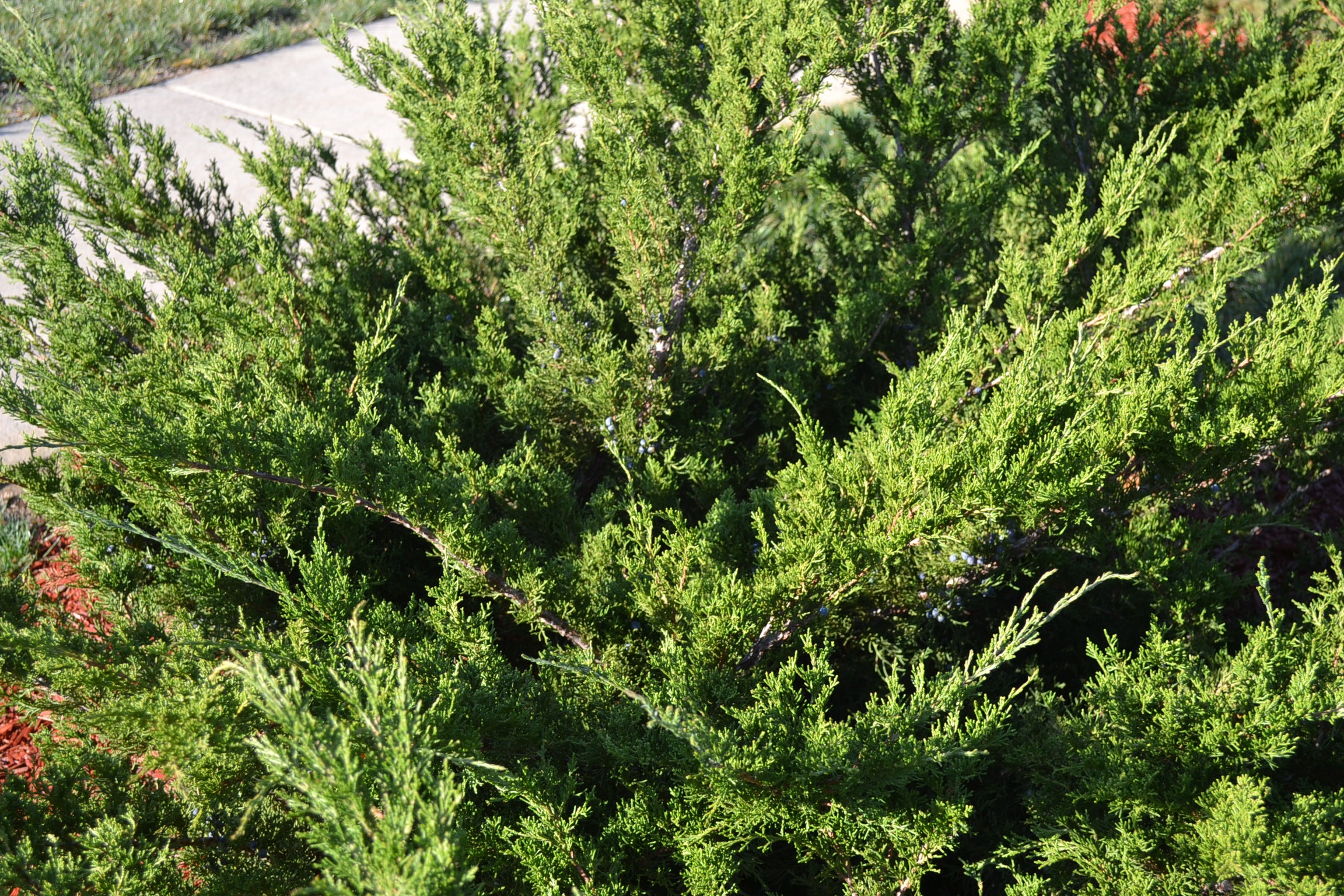 'Mint Julep' Juniper (Juniperus chinensis) - 2 Gallon Potted Shrub