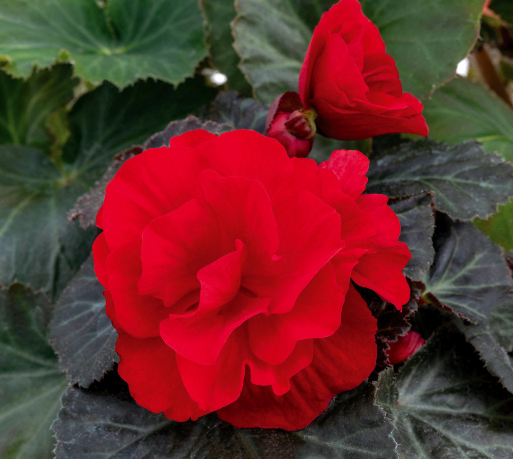 Florissa Begonia 'Nonstop Red' - 1 Bulb per Pkg