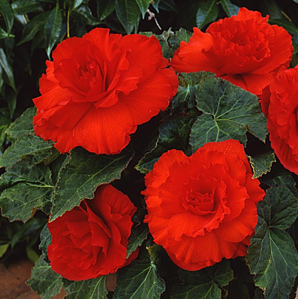 Florissa Begonia 'Nonstop Red' - 1 Bulb per Pkg