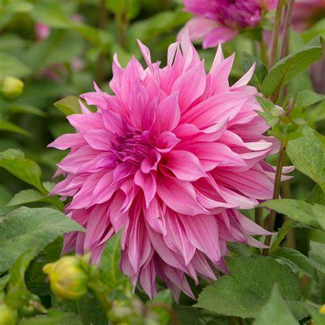 Florissa Dahlia ‘Café au Lait Rose’ - 1 Bulb/Pkg