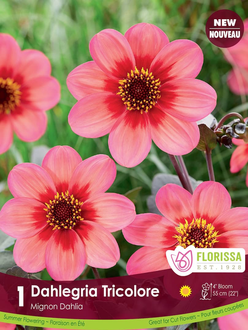 Florissa Dahlia, Mignon - Dalegria Tricolore - 1 Bulb/Pkg