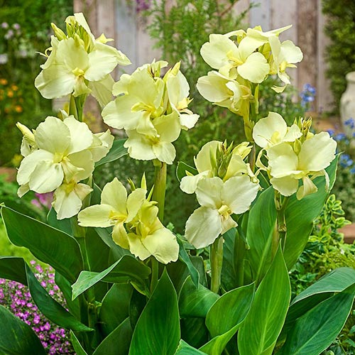 Florissa Vanilla Cream Dwarf Canna - 1 Bulb (Bulk)