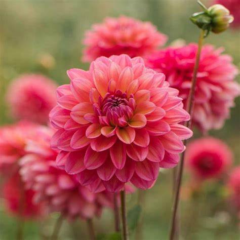 Florissa Dahlia Salmon Runner - 1 Bulb (Bulk)