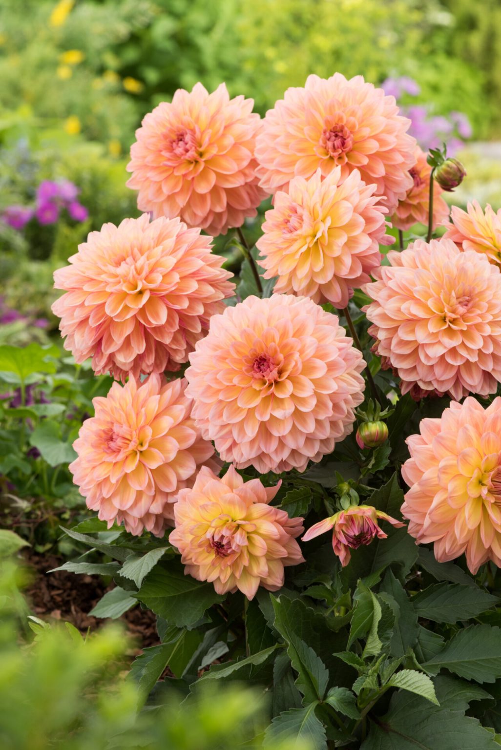 Florissa Peach Bellini Dahlia - 3 Bulb/Pkg