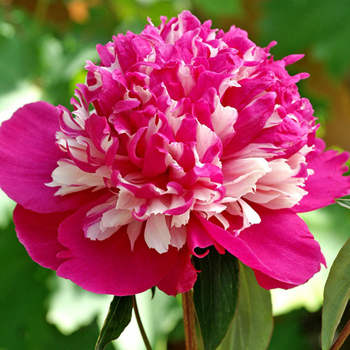 Florissa Peony 'Celebrity' - 1 Bulb/Pkg