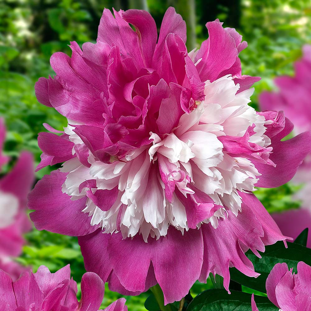 Florissa Peony 'Celebrity' - 1 Bulb/Pkg