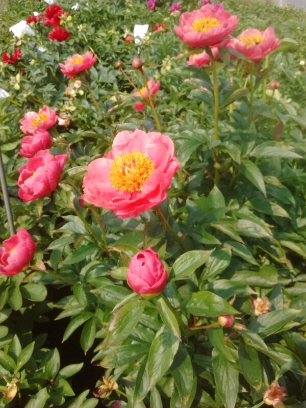 Florissa Peony Coral Reef - 2 Bulbs/Pkg