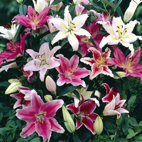 Florissa Lily Oriental Mix - 5 Bulbs/Pkg
