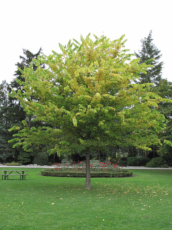 Celtis occidentalis, (Hackberry) - 175cm - 7 Gallon Potted Tree