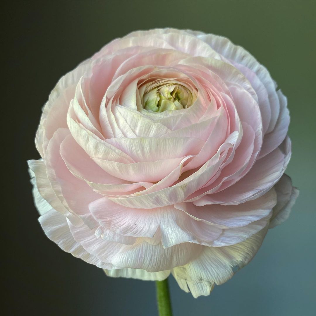 Florissa Ranunculus Amandine Chamallow - 5 Bulbs/Pkg