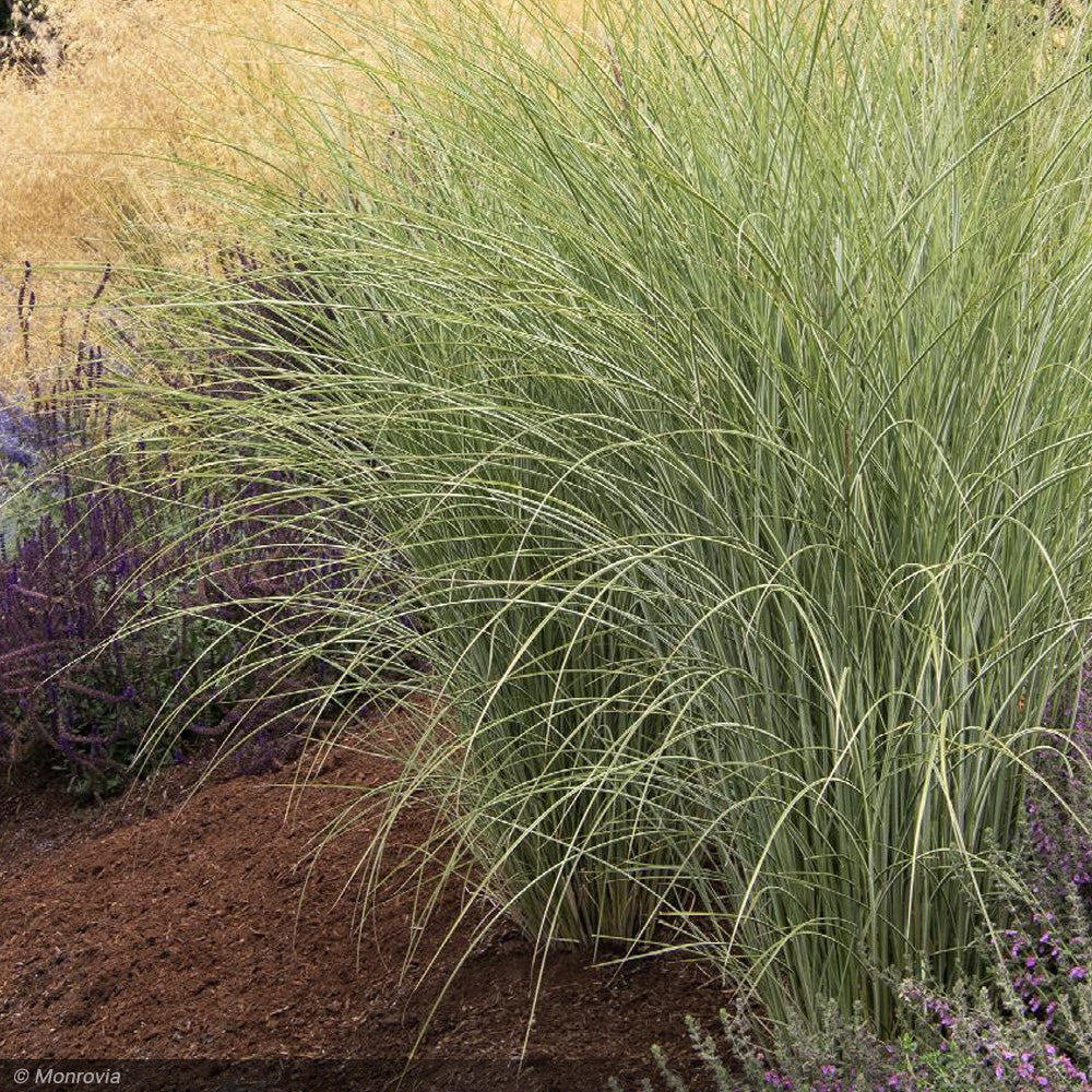 Morning Light Maiden Grass (Miscanthus sinensis) - 1 Gallon Potted Perennial